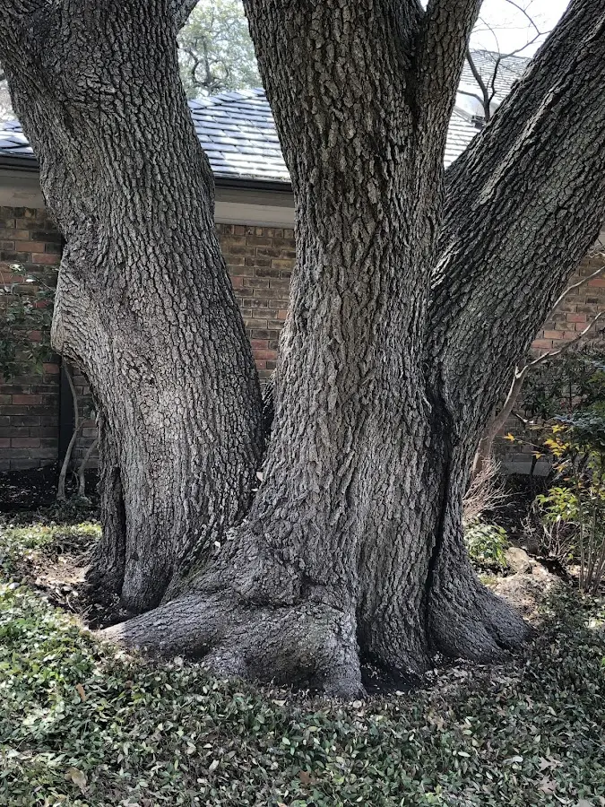 Mature heritage tree close to a Winthrop Harbor property cared for by certified arborists